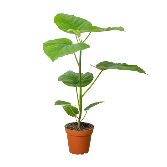 Ficus Umbellata HouseplantExperience.com