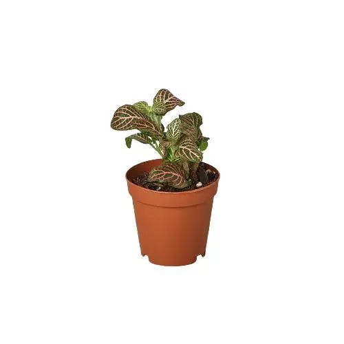 Fittonia Pink HouseplantExperience.com