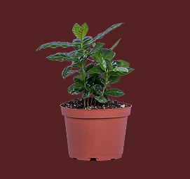 Arabica Coffee Plant