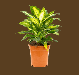 Dieffenbachia Camille