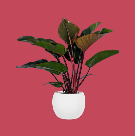 Philodendron Congo Rojo