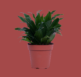 Dracaena Janet Craig