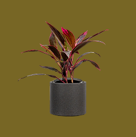 Cordyline Calypso Queen