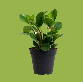 Peperomia Rana Verde