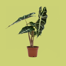 Alocasia Polly African Mask