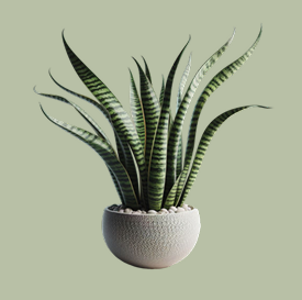 Snake Plant Moonshine