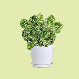 Fittonia White Nerve Plant