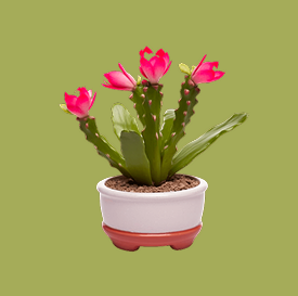 Zygocactus Christmas Cactus