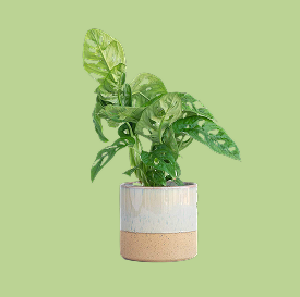 Monstera Adansonii Swiss Cheese