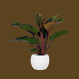 Philodendron Congo Rojo
