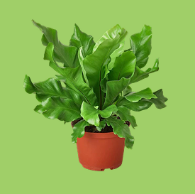 Fern Birds Nest Nidus