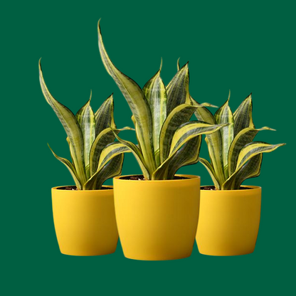2 Snake (Sansevieria) Plant Variety Pack - 6" Pot