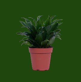 Dracaena Janet Craig