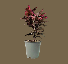 Cordyline Calypso Queen