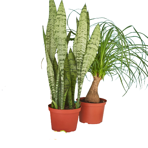 2 - 6" Indoor Plant Premium Subscription box