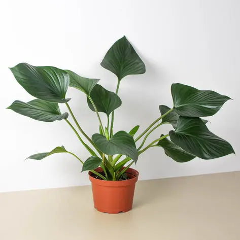 Homalomena Emerald Gem HouseplantExperience.com