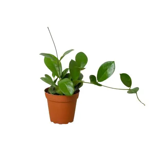 Hoya Australis HouseplantExperience.com