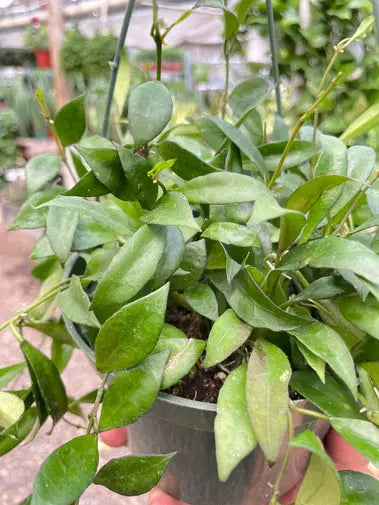 Hoya Lacunosa HouseplantExperience.com