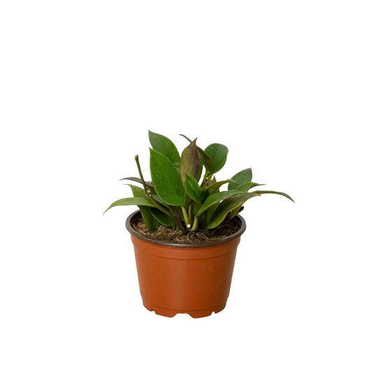 Hoya Sunrise HouseplantExperience.com