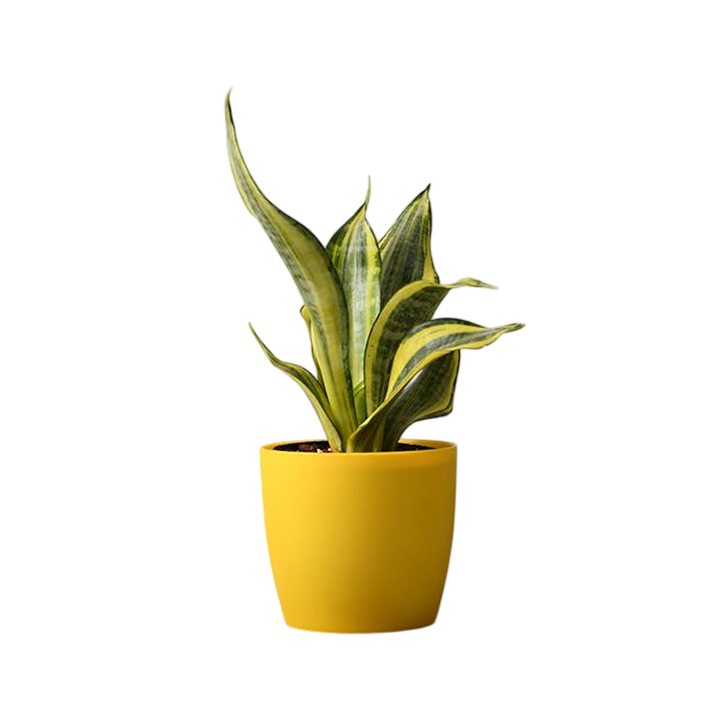 2 Snake (Sansevieria) Plant Variety Pack - 6" Pot