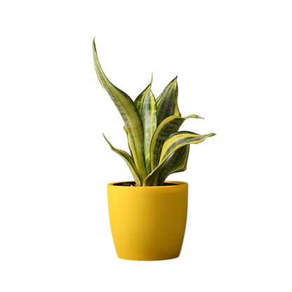 2 Snake (Sansevieria) Plant Variety Pack - 6" Pot