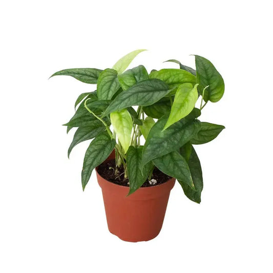 Monstera Siltepecana HouseplantExperience.com
