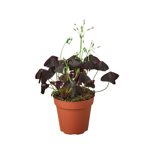 Oxalis Triangularis 'Purple Shamrock' HouseplantExperience.com