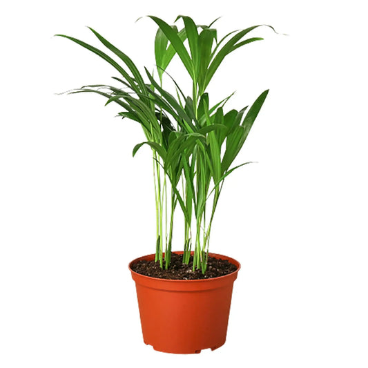 Palm Areca HouseplantExperience.com