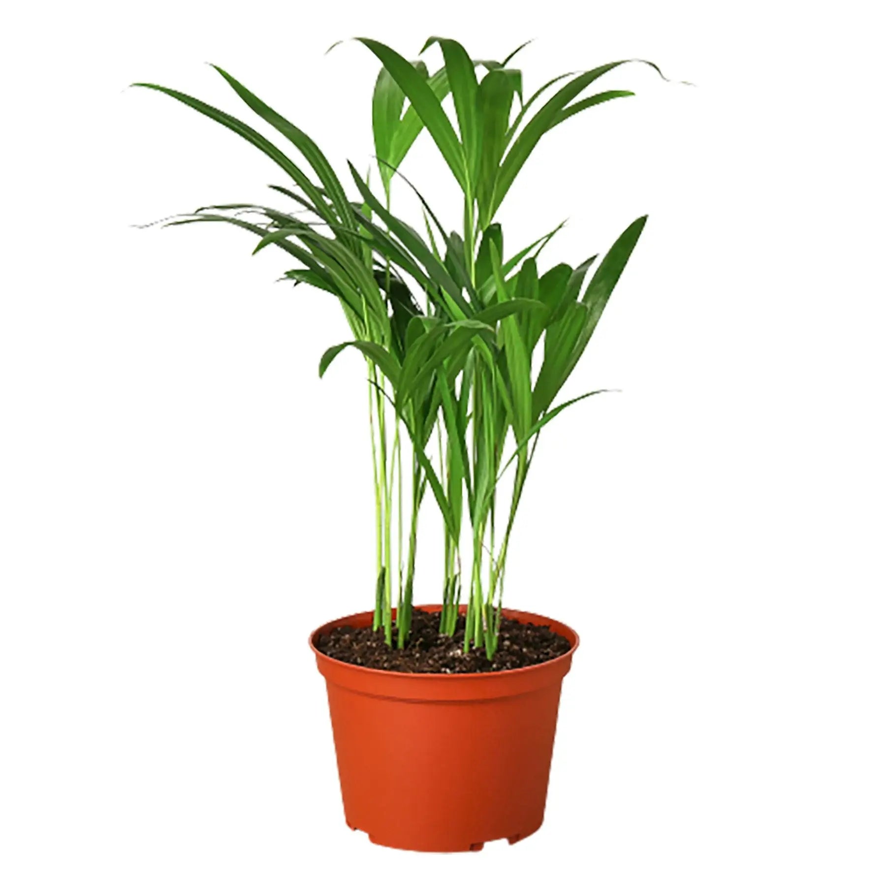 Palm Areca HouseplantExperience.com