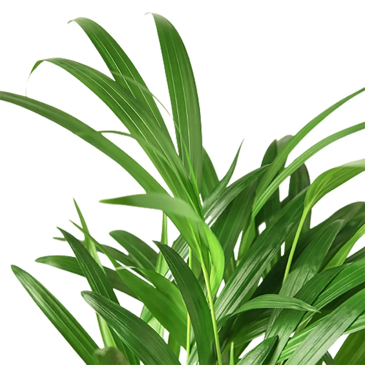 Palm Areca HouseplantExperience.com