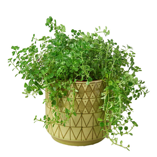 Pepe Planter - 7"