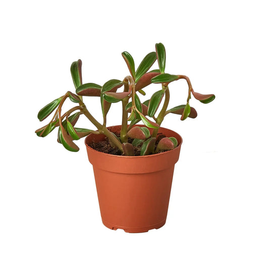 Peperomia Ruby Glow HouseplantExperience.com