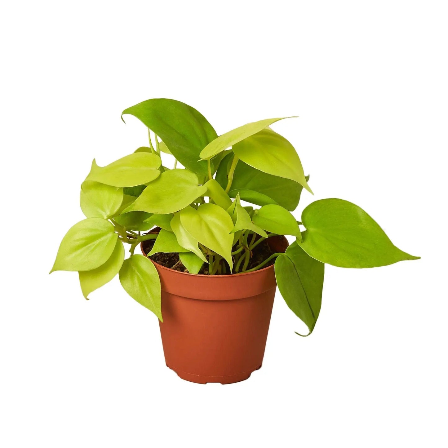Philodendron 'Neon' HouseplantExperience.com