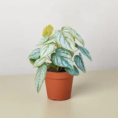 Philodendron Brandi HouseplantExperience.com