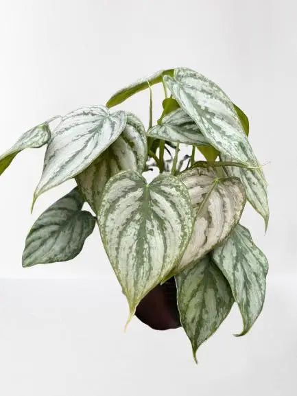 Philodendron Brandi HouseplantExperience.com