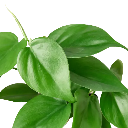 Philodendron Cordatum Heartleaf