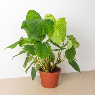 Philodendron Fuzzy Petiole HouseplantExperience.com