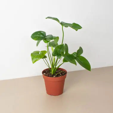 Philodendron Goeldii HouseplantExperience.com