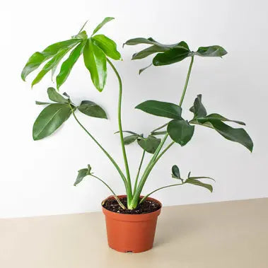 Philodendron Goeldii HouseplantExperience.com