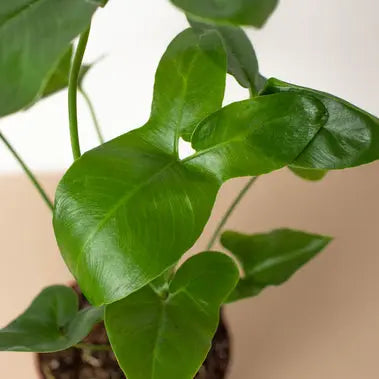 Philodendron Goeldii HouseplantExperience.com