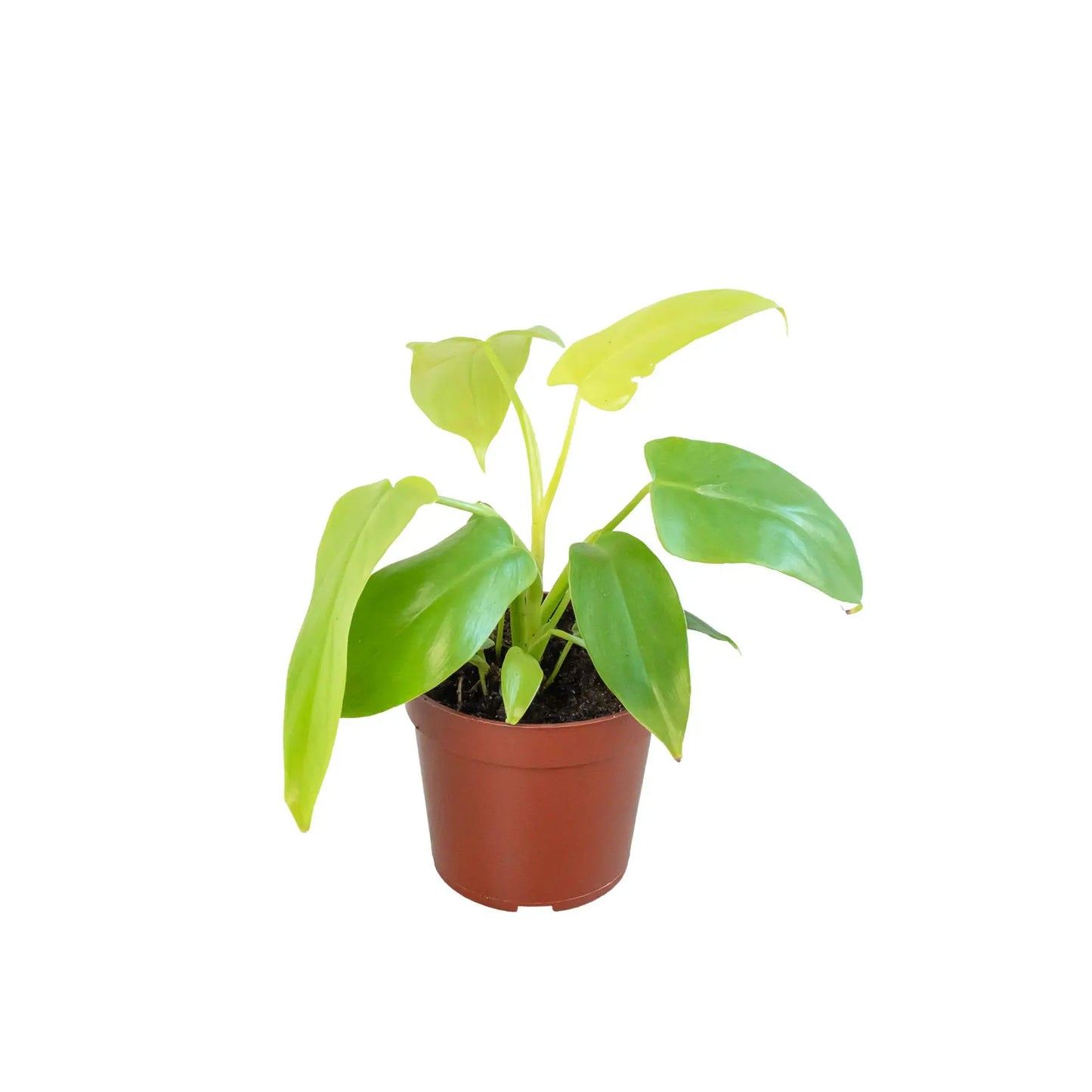 Philodendron Gold Violin HouseplantExperience.com