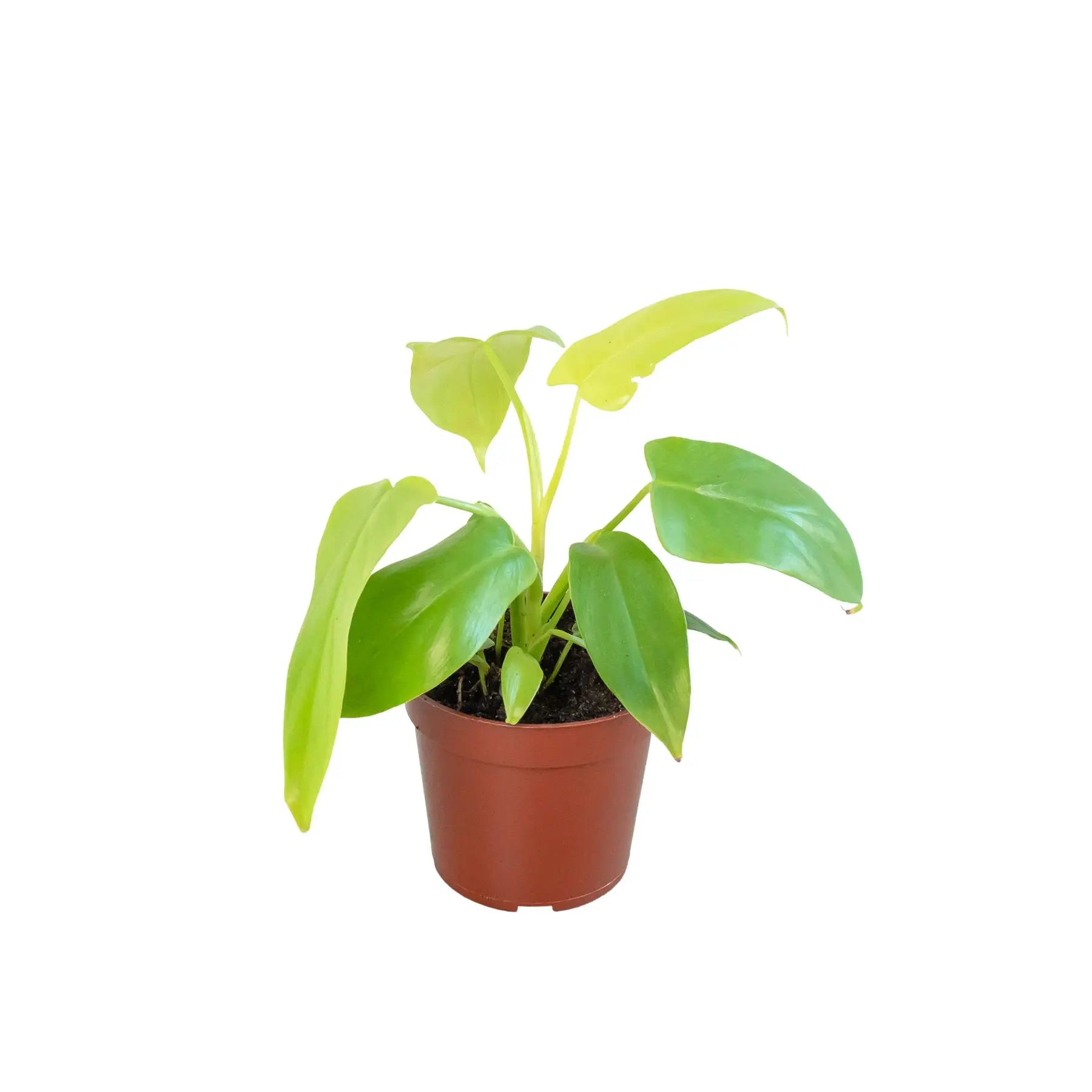 Philodendron Gold Violin HouseplantExperience.com