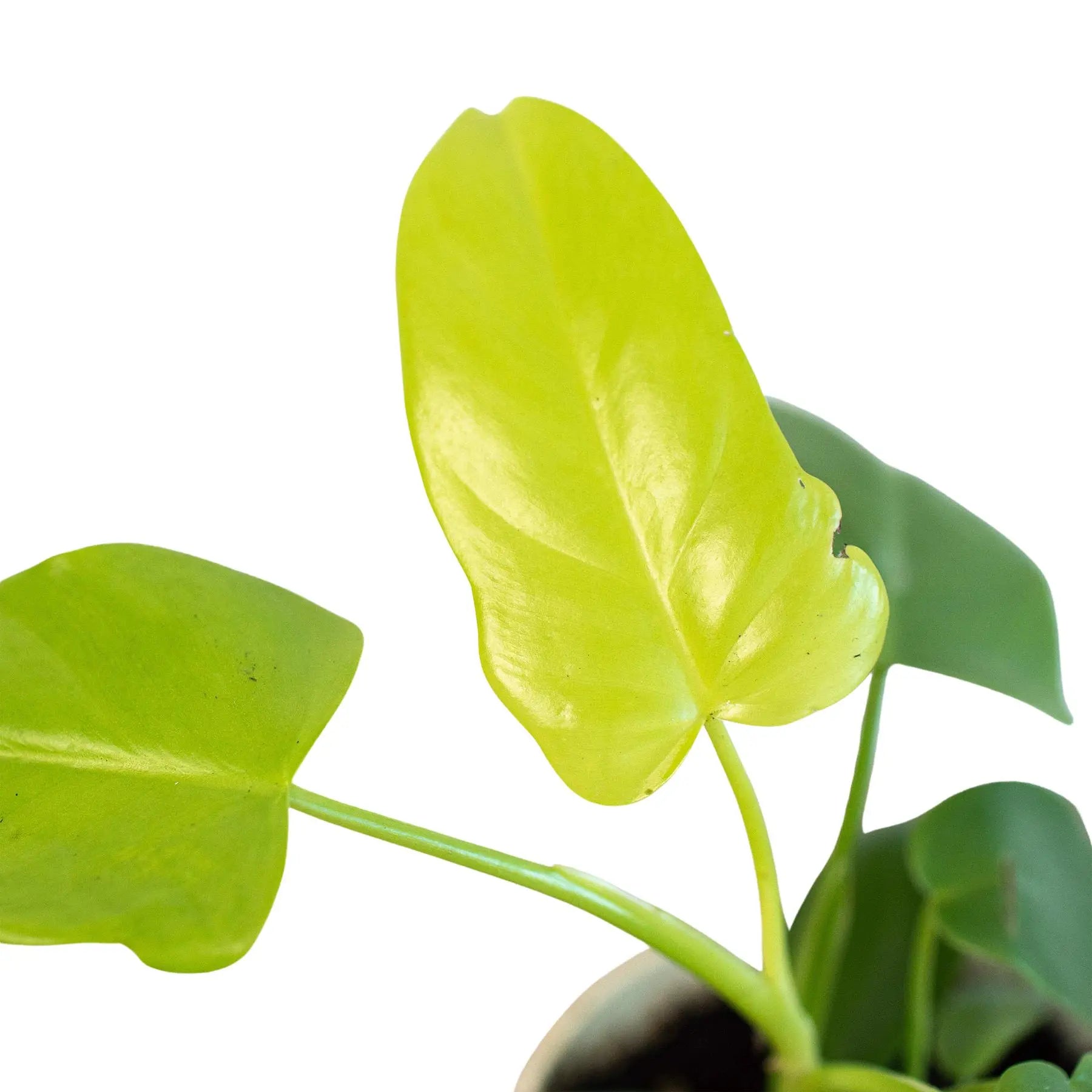 Philodendron Gold Violin HouseplantExperience.com