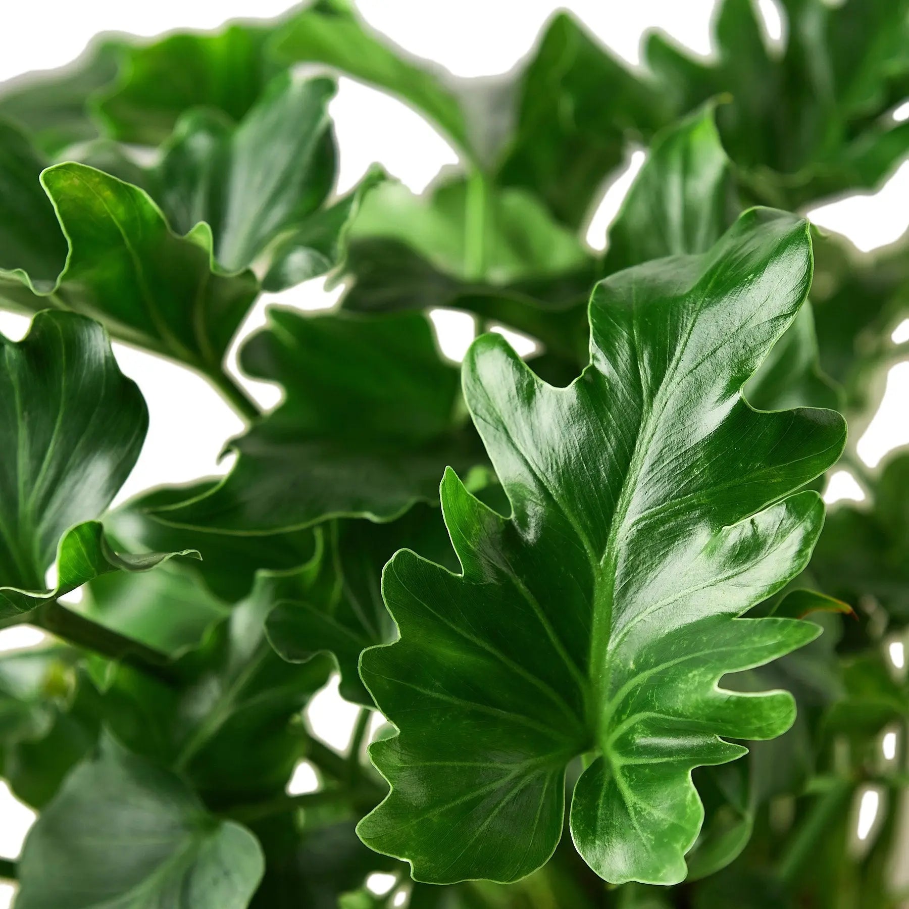 Philodendron Little Hope HouseplantExperience.com