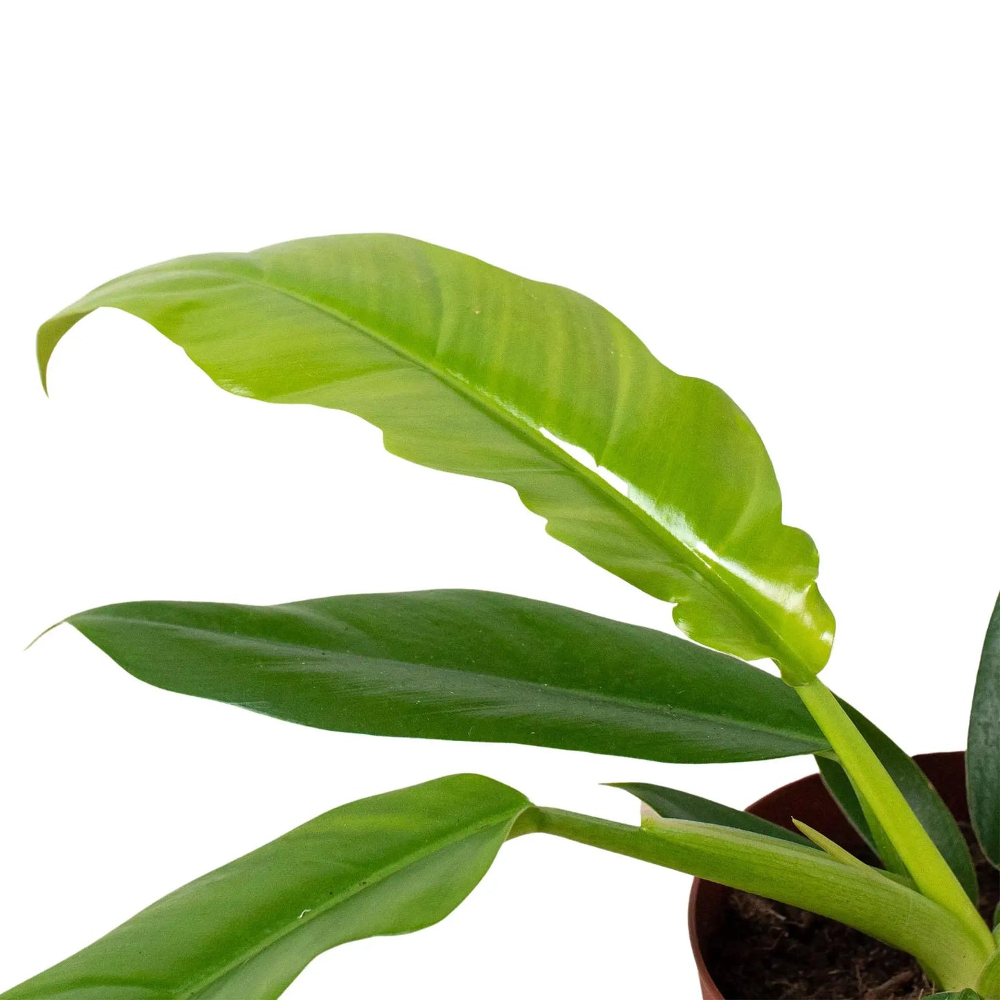 Philodendron Narrow Escape HouseplantExperience.com