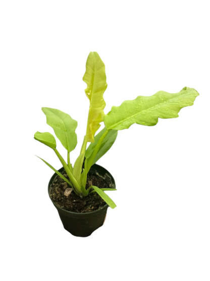 Philodendron Ring of Fire Gold HouseplantExperience.com