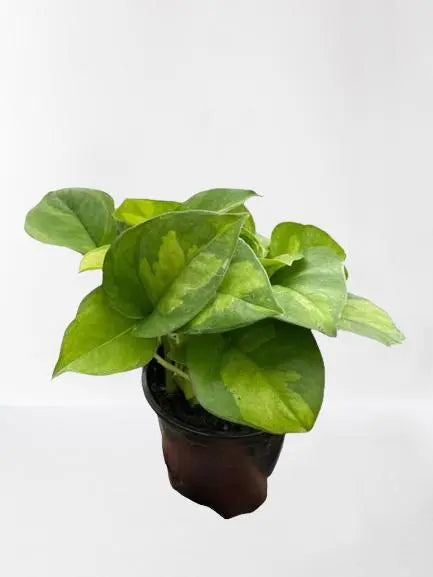 Pothos Global Green HouseplantExperience.com