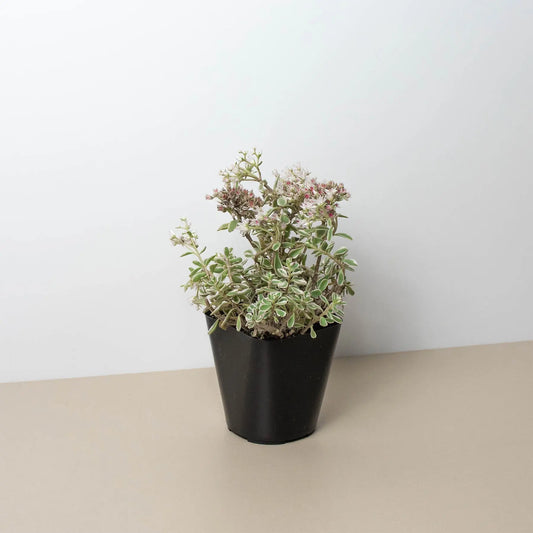 Sedum Tricolor HouseplantExperience.com