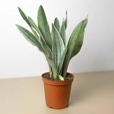 Snake Plant Sayuri HouseplantExperience.com