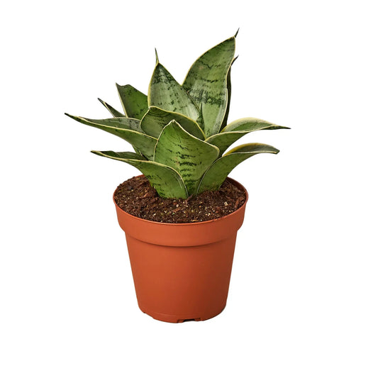 Snake Plant Starlight HouseplantExperience.com